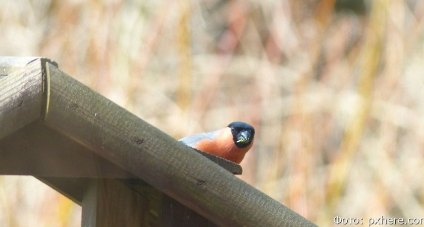 На Камчатке в разгар лета заметили «предвестников зимы»