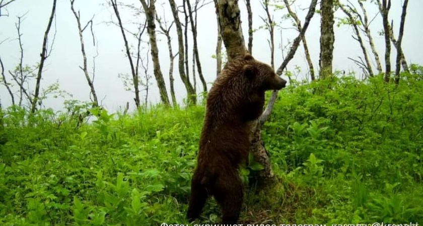 Медведь задорно почесался об дерево в Кроноцком заповеднике Камчатки