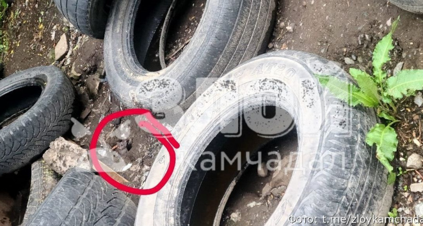 На Камчатке на придомовой мусорной площадке развелись крысы