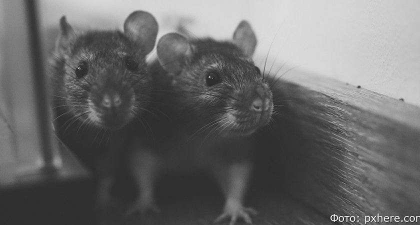 В Петропавловске-Камчатском возле ТЦ расплодились крысы