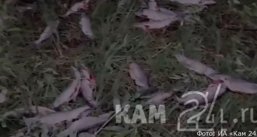 «Свеженькая, только вспоротая»: по мессенджерам гуляет жуткое видео браконьерства на Камчатке