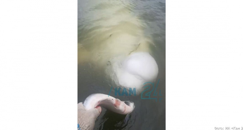 Житель Камчатки подружился с белухами и кормит их с рук (видео)