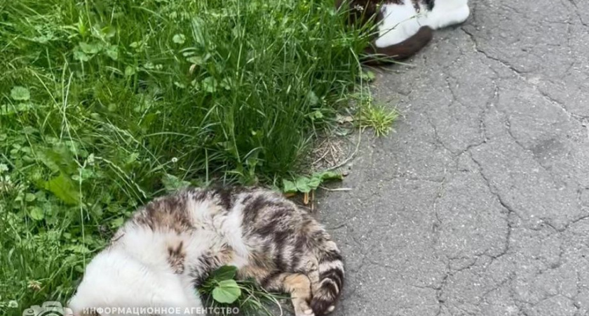 Двое жителей Усть-Хайрюзова получили срок за убийство трех домашних котов
