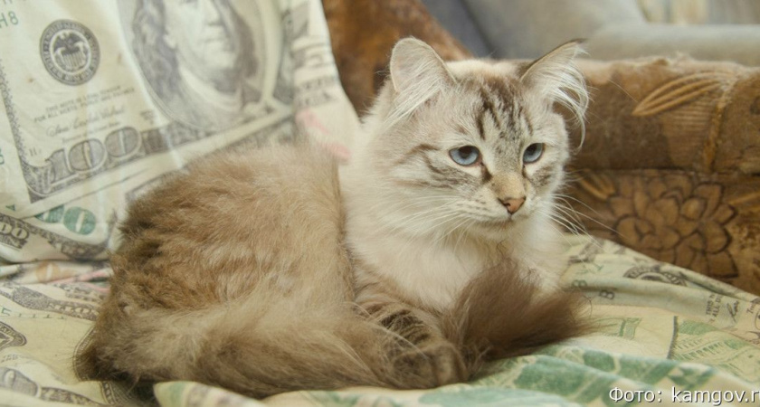 На Камчатке для владельцев домашних животных проводятся консультации по поводу карантина