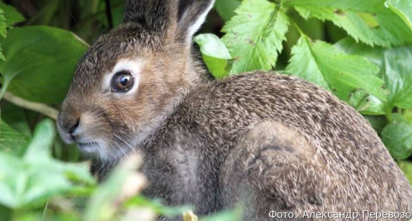 Детские рисунки украсят мерч камчатского заповедника