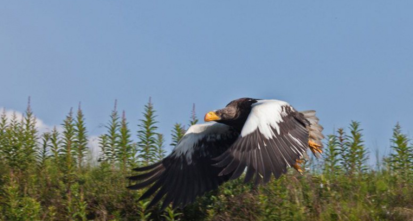 Кроноцкий заповедник запустил конкурс рисунков и логотипов