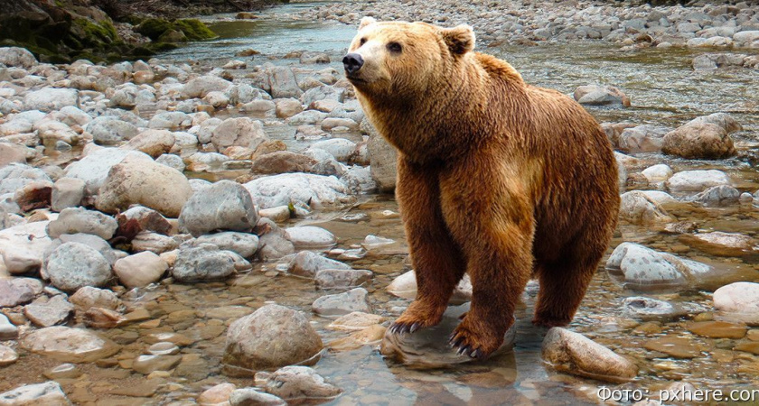 На Камчатке в селе Соболево медведи массово начали выходить к людям
