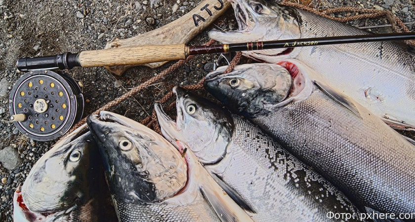 На Камчатке и Чукотке рыбинспекторы поймали более 700 браконьеров с начала лососевой путины