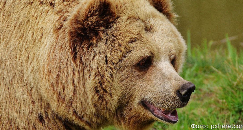 На Камчатке в селе Соболево охотникам разрешили отстреливать медведей