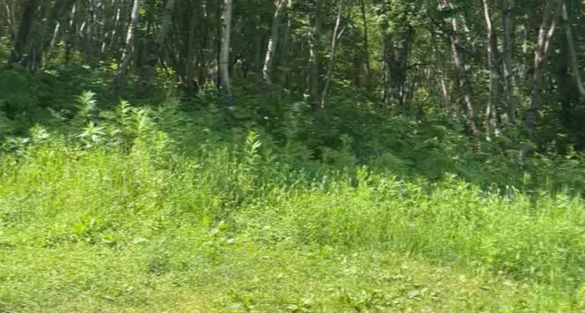 Фестиваль морской и пиратской песни «Абордаж» проведут на Камчатке