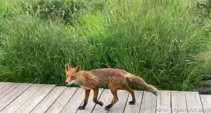 В камчатском заповеднике лис повадился показывать туристам своё превосходство (видео)