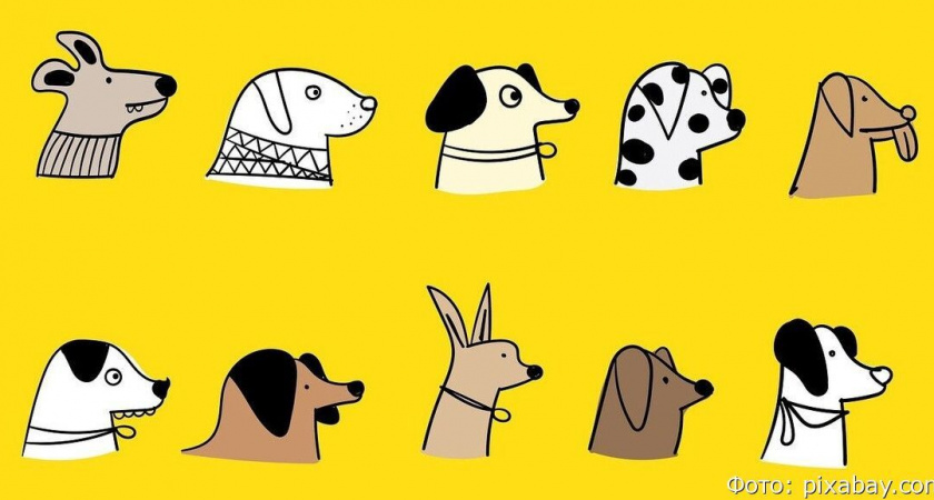 В России хотят ввести алименты для брошенных собак