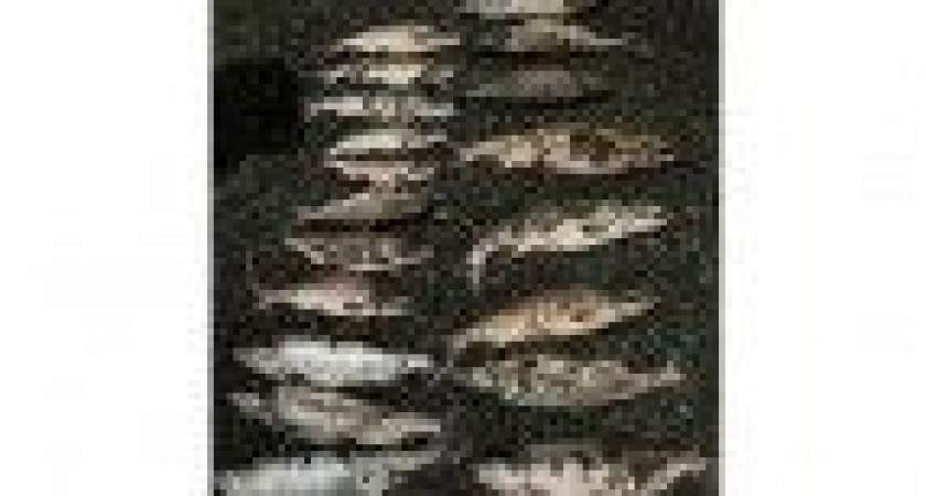 На Камчатке очередные браконьеры наловили рыбы более чем на сто тысяч рублей