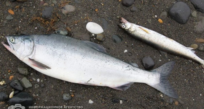 Браконьер с Камчатки выловил лосося на сумму около миллиона рублей