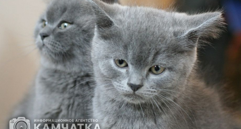 Международный день кошек