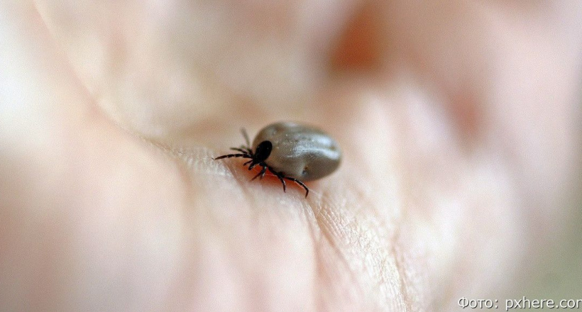 Камчатские клещи с начала сезона покусали 36 человек