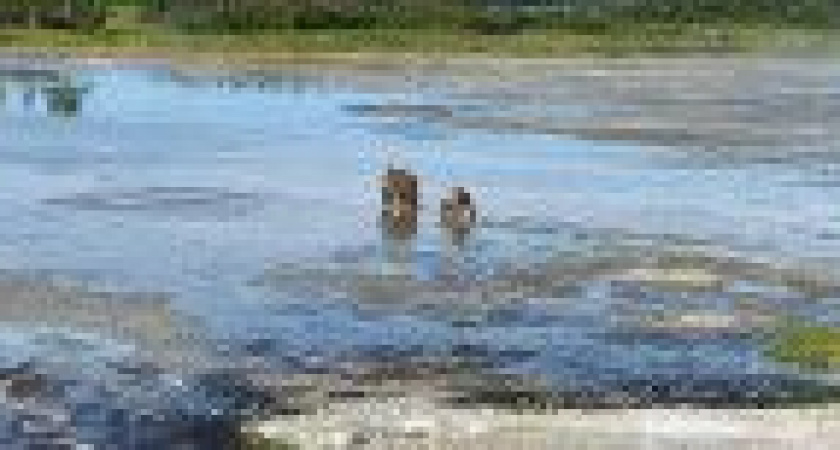 Группа из 20 туристов нос к носу встретилась с медведицей и медвежонком