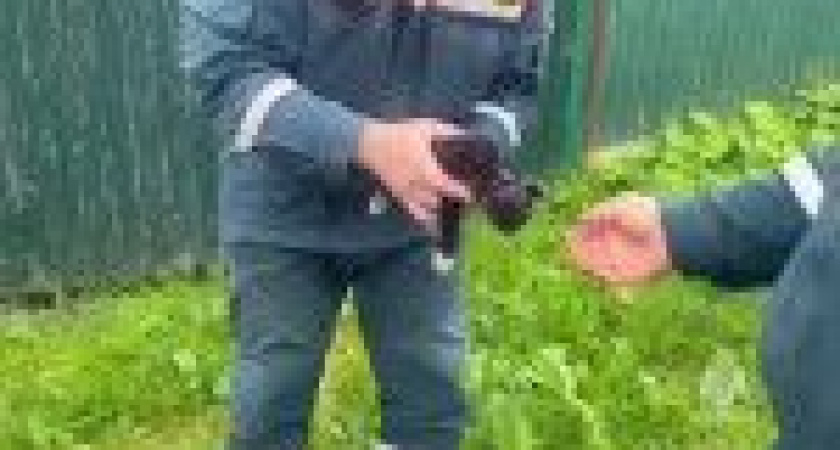 Котёнок в Елизово застрял головой в циркулярной пиле