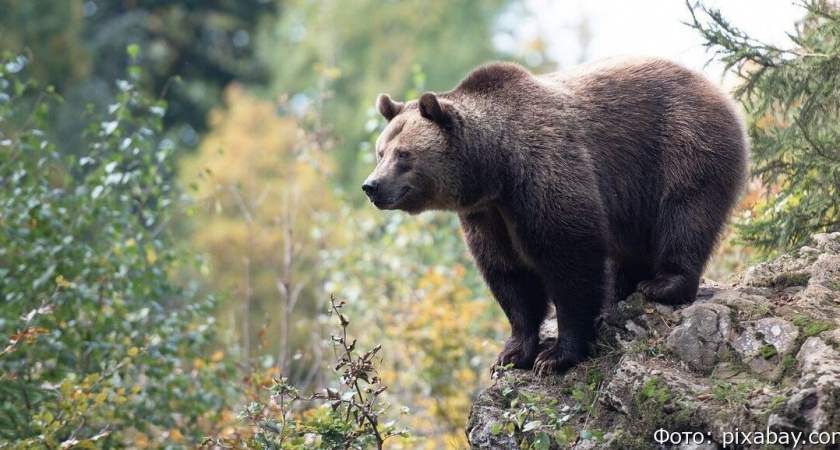 Медведь заглянул в гости в школу: в Елизово заметили хищника у детской площадки