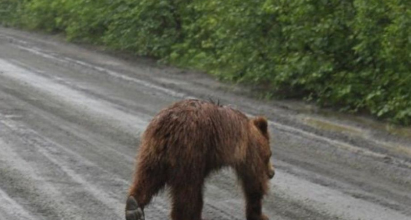 Медведь замечен в ПКГО в районе посёлка Нагорный
