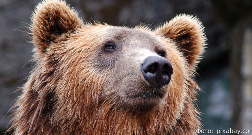 Итоги опроса: большинство камчатцев считает, что проблему с медведями нужно решать радикально
