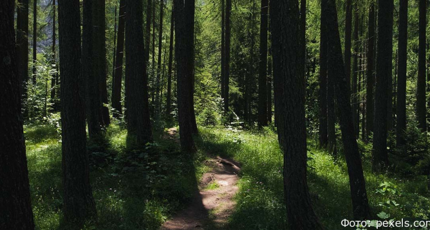 Сборщики дикоросов потерялись в лесу на Камчатке