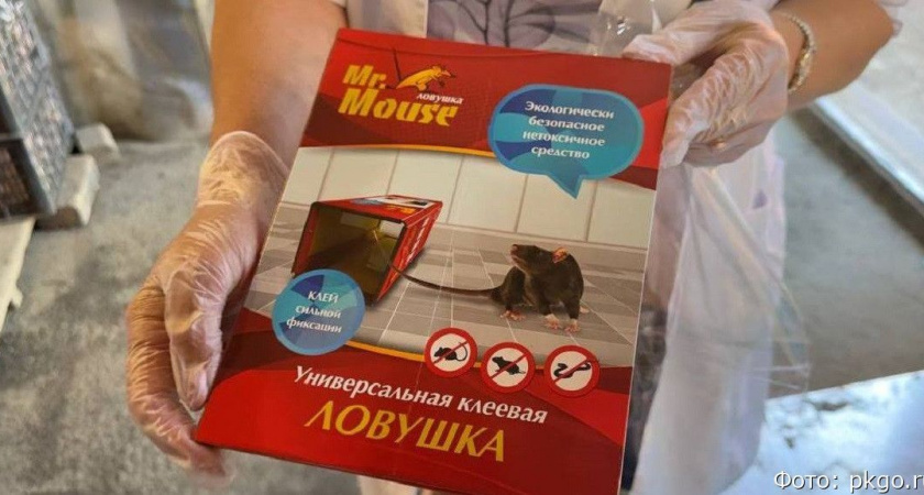 В Петропавловске-Камчатском началась большая травля крыс
