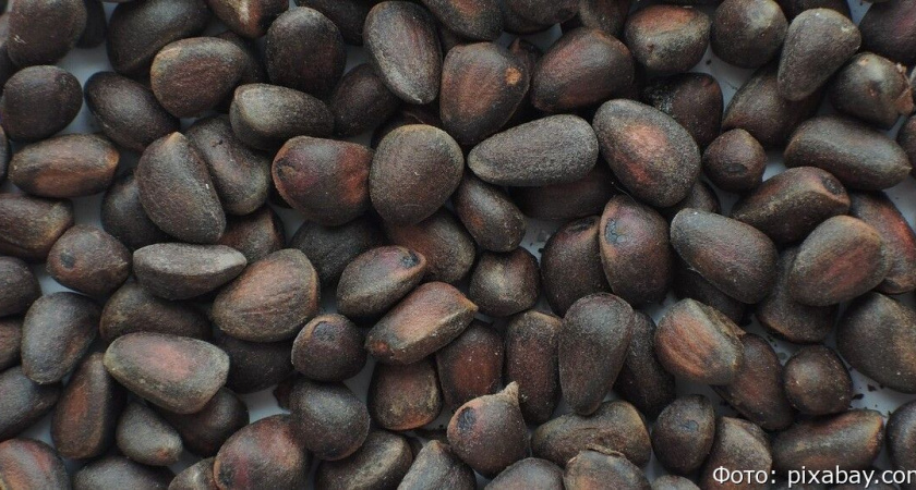 В России планируют ограничить сбор ещё одного ценного ресурса