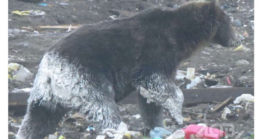 На Курилах заметили частично белого медведя: что с ним случилось?