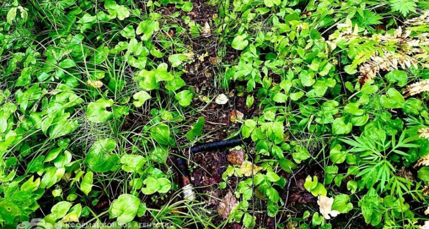 Мужчина и женщина на Камчатке сбились с маршрута при сборе дикоросов