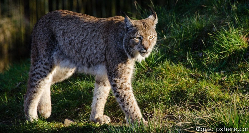 На Камчатке вблизи населённых пунктов замечены медведь и рысь