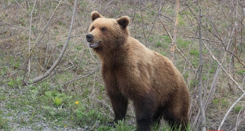 Медведь и рысь вышли к людям на Камчатке