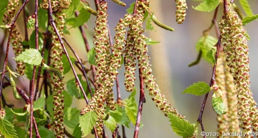 Российские ученые готовят к испытаниям первую в мире вакцину от аллергии на пыльцу и орехи