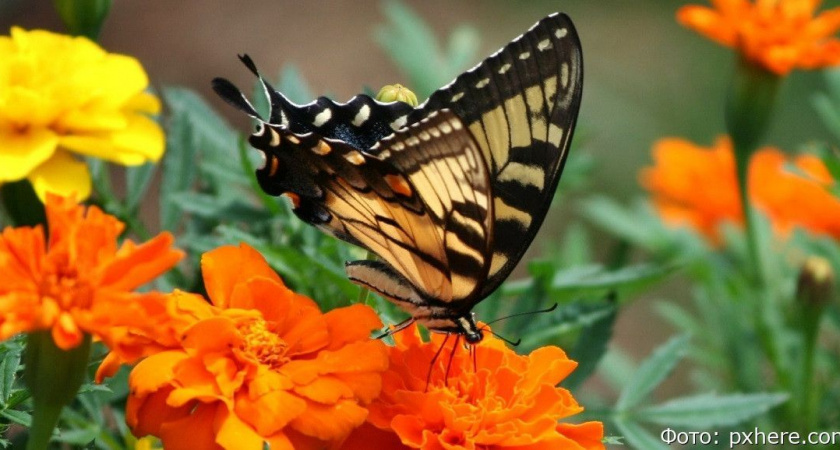 На острове Беринга дают цветы за мусор, который отвезут на Камчатку