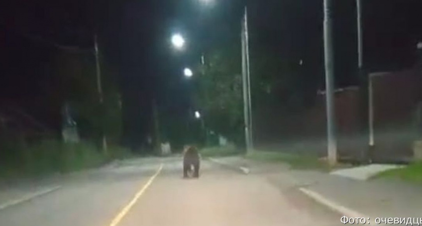 На окраине Петропавловска-Камчатского по улице пробежал крупный медведь (видео)