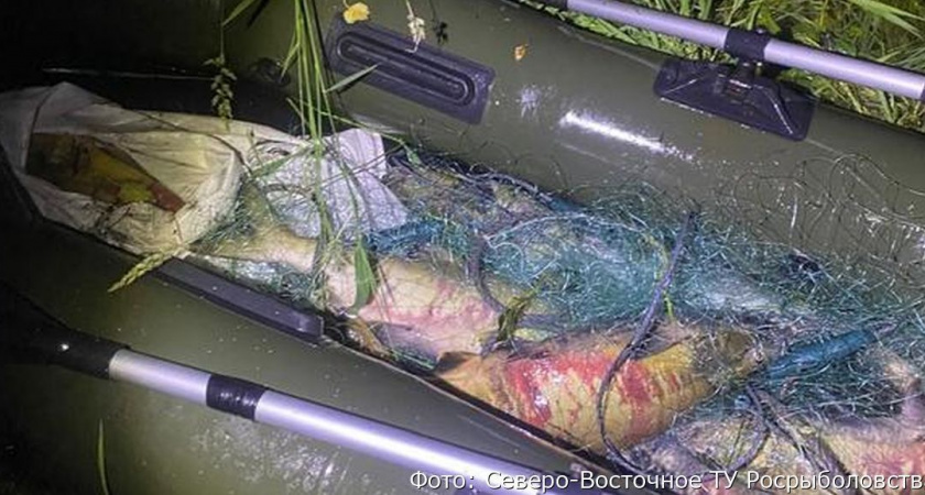 В Елизовском районе браконьеры наловили кеты и кижуча на 210 тысяч рублей