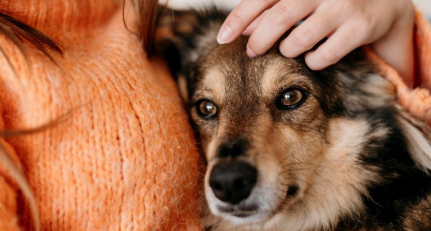 «Выходные с другом»: В приютах очень много добрых, прекрасных животных