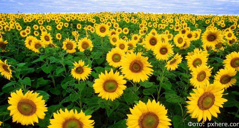 Гороскоп на 19 августа: Овны встретят старую любовь, Стрельцов подстерегают мошенники