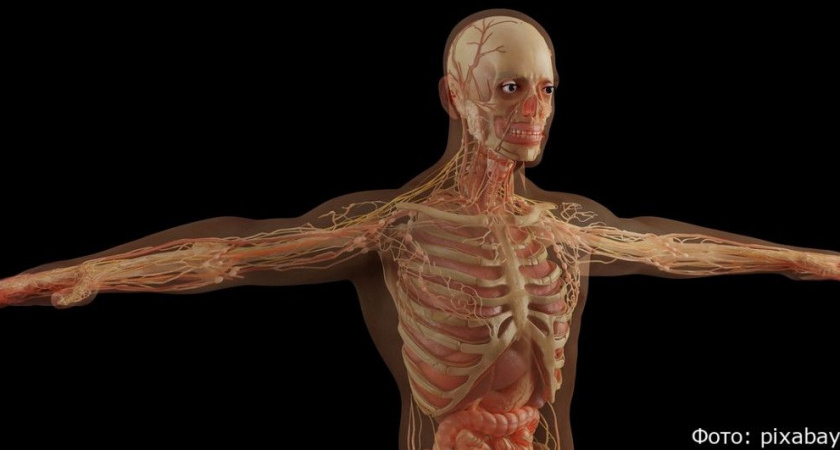 Тест: 10 простых вопросов о человеческом организме