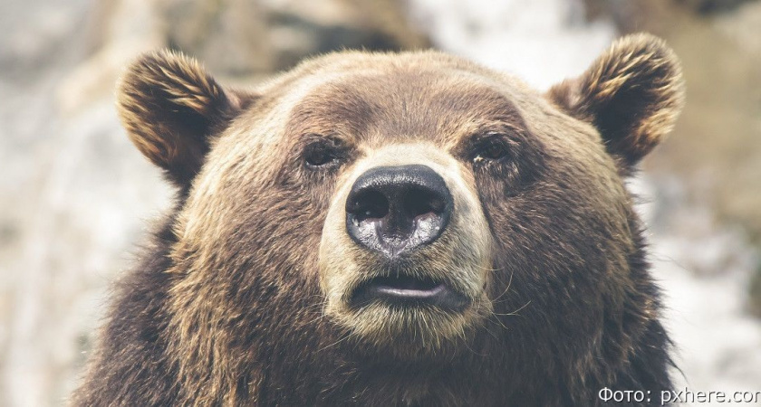 В камчатском Вилючинске за неделю отстрелили двух медведей