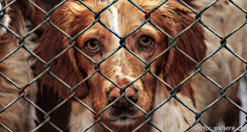 В Петропавловске-Камчатском с собачьего приюта требовали 775 тысяч рублей штрафов