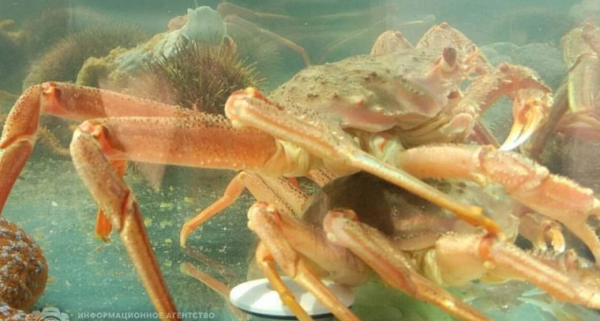12 тысяч тонн крабов поймали у берегов Камчатского края