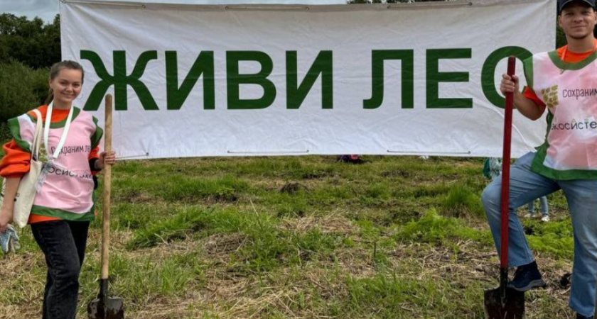 Сто саженцев камчатских каменных берез высадили на Всероссийской акции «Сохраним лес»