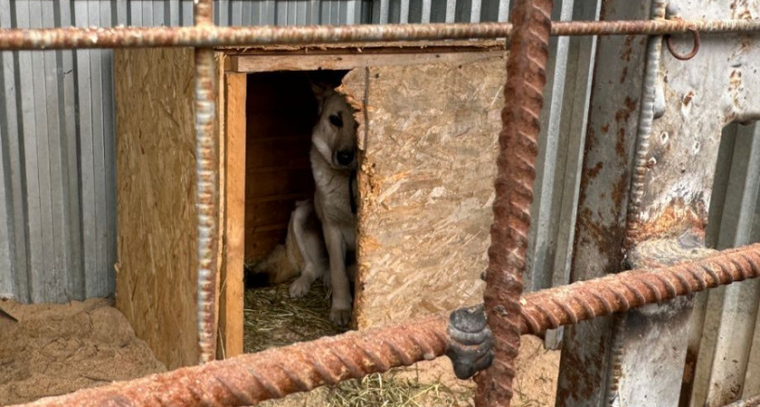 Судебный иск о ненадлежащем содержании собак в приюте утонул в юридической казуистике