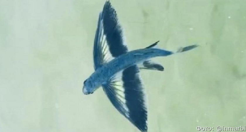 На Дальнем Востоке заметили летучую рыбу – гостью из тропиков