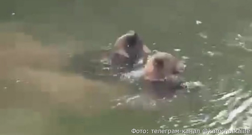Медведи искупались в реке Авача на Камчатке