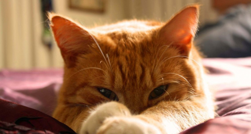 В Палане собаки загнали рыжего кота на линию электропередачи (видео)