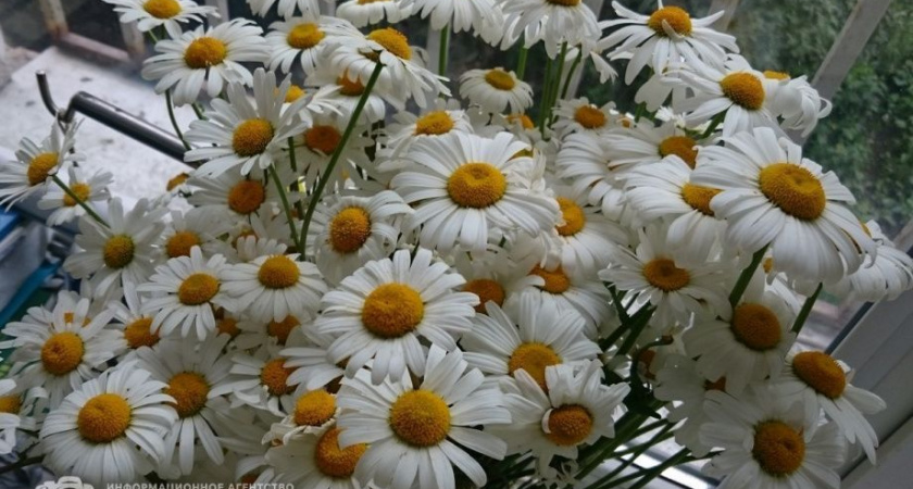 «Ах, лето»: Выставку-ярмарку цветов и овощей проведут в Петропавловске