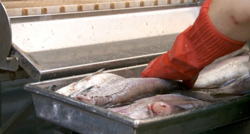 Четверо мужчин на Камчатке похитили с завода своего работодателя рыбопродукцию