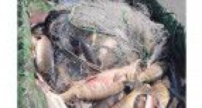 На Камчатке задержали браконьера, добывшего почти сотню голов лосося